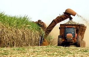 Canavias de Ribeirão Preto